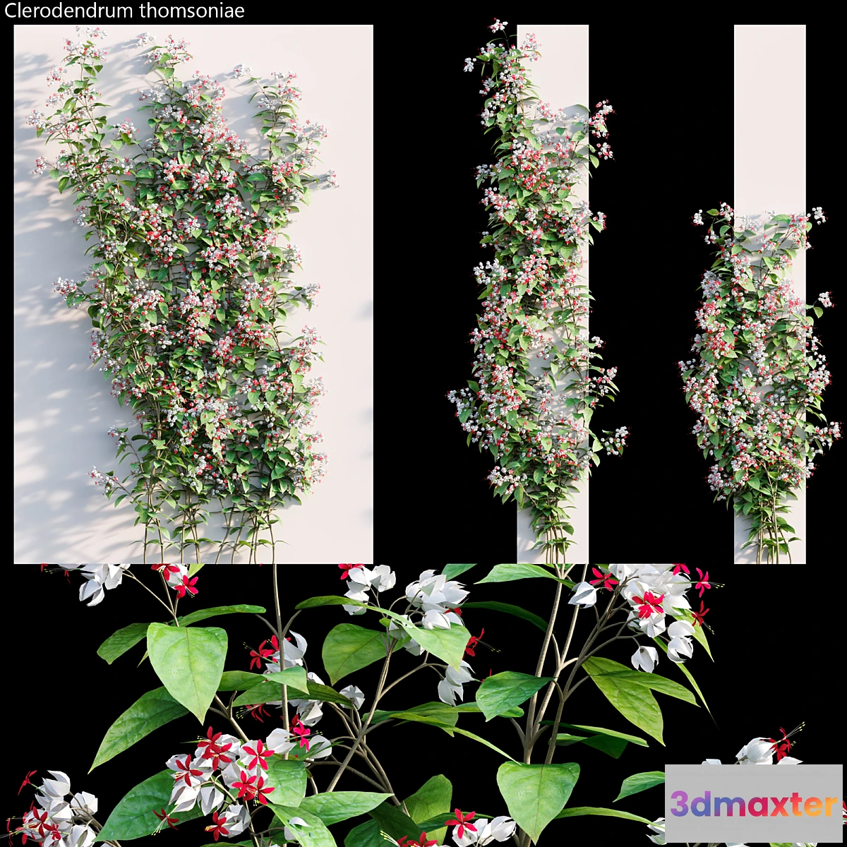 1439840 - Clerodendrum 02 3D Max