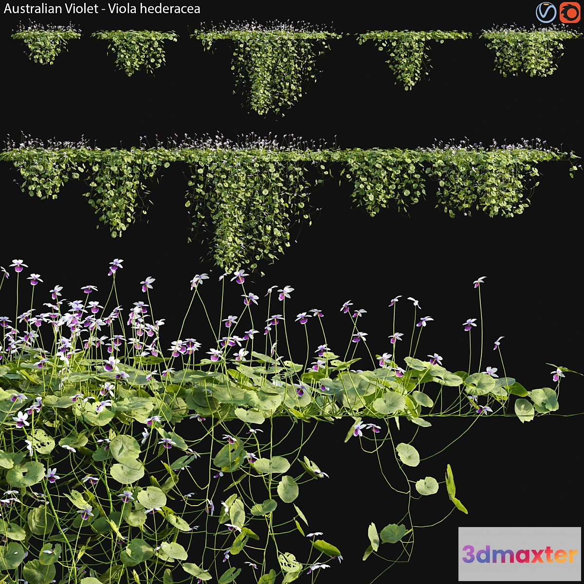 1442854 - Viola hederacea -Australian Native Violet - 02 3D Max