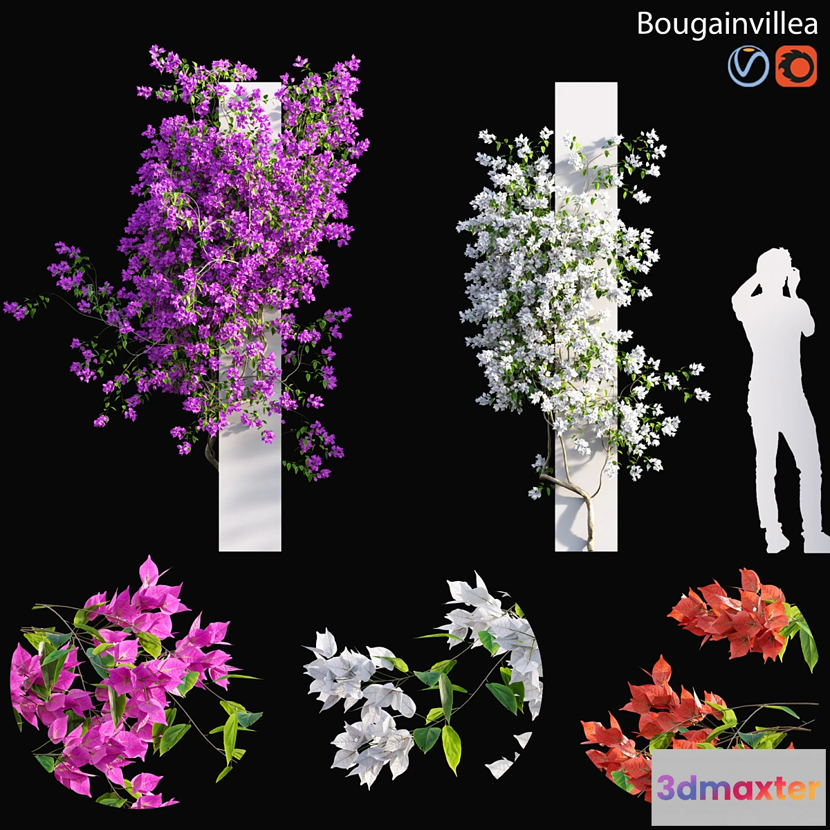 1443726 - Bougainvillea - 01 3D Max