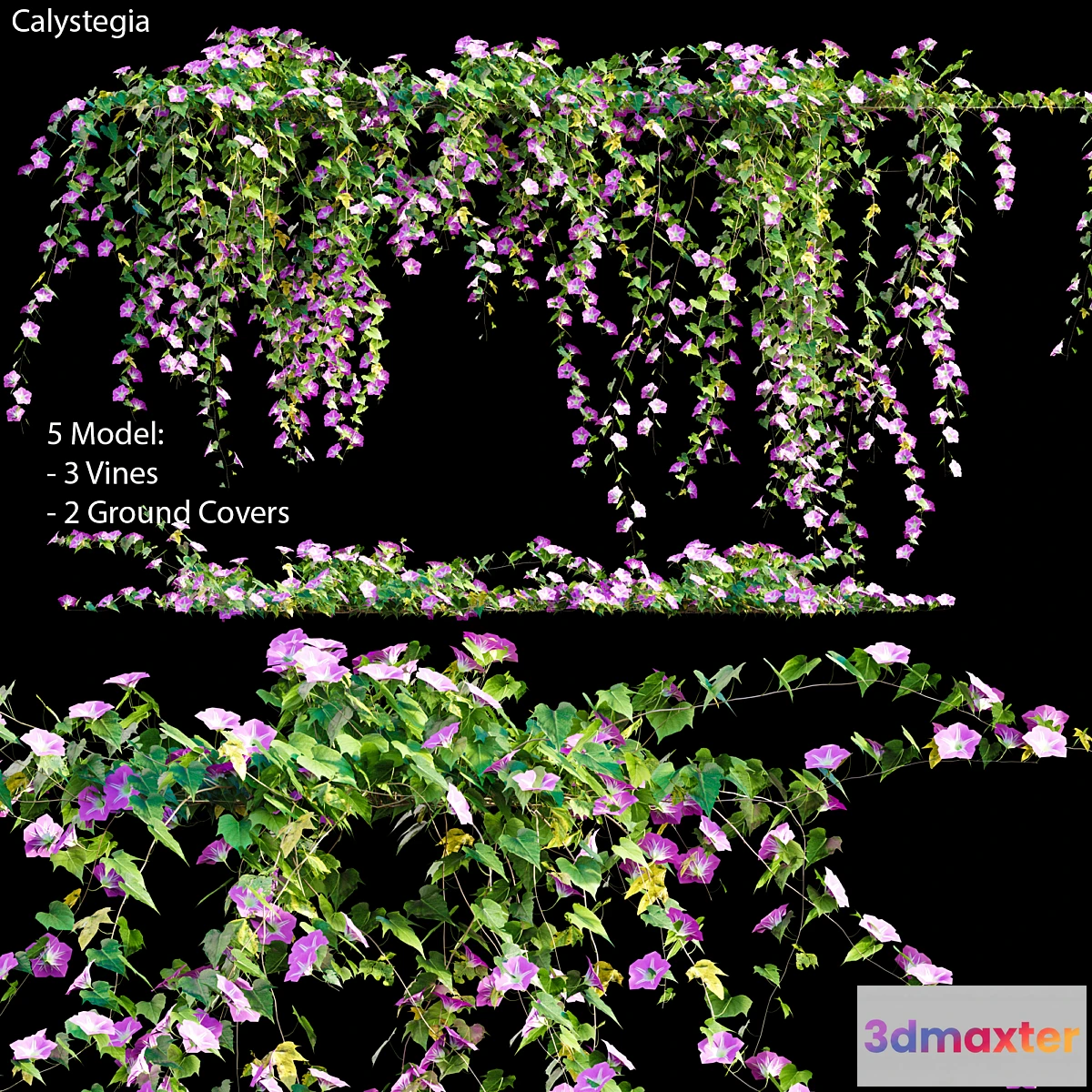 1444062 - Calystegia # 2 3D Max