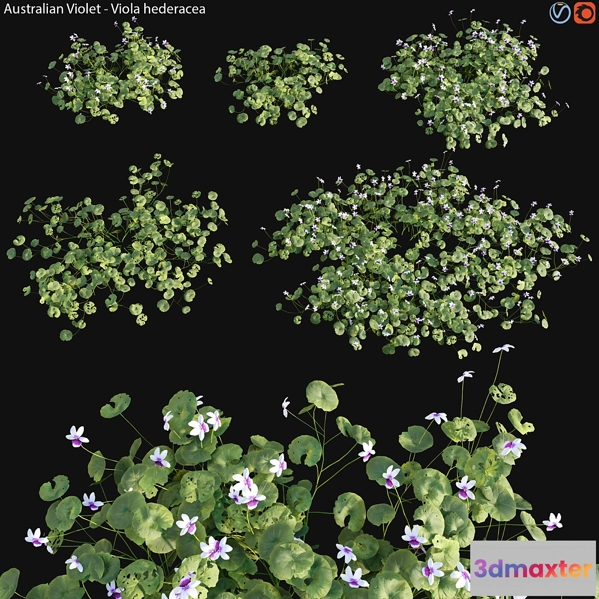 1444076 - Viola hederacea -Australian Native Violet - 01 3D Max