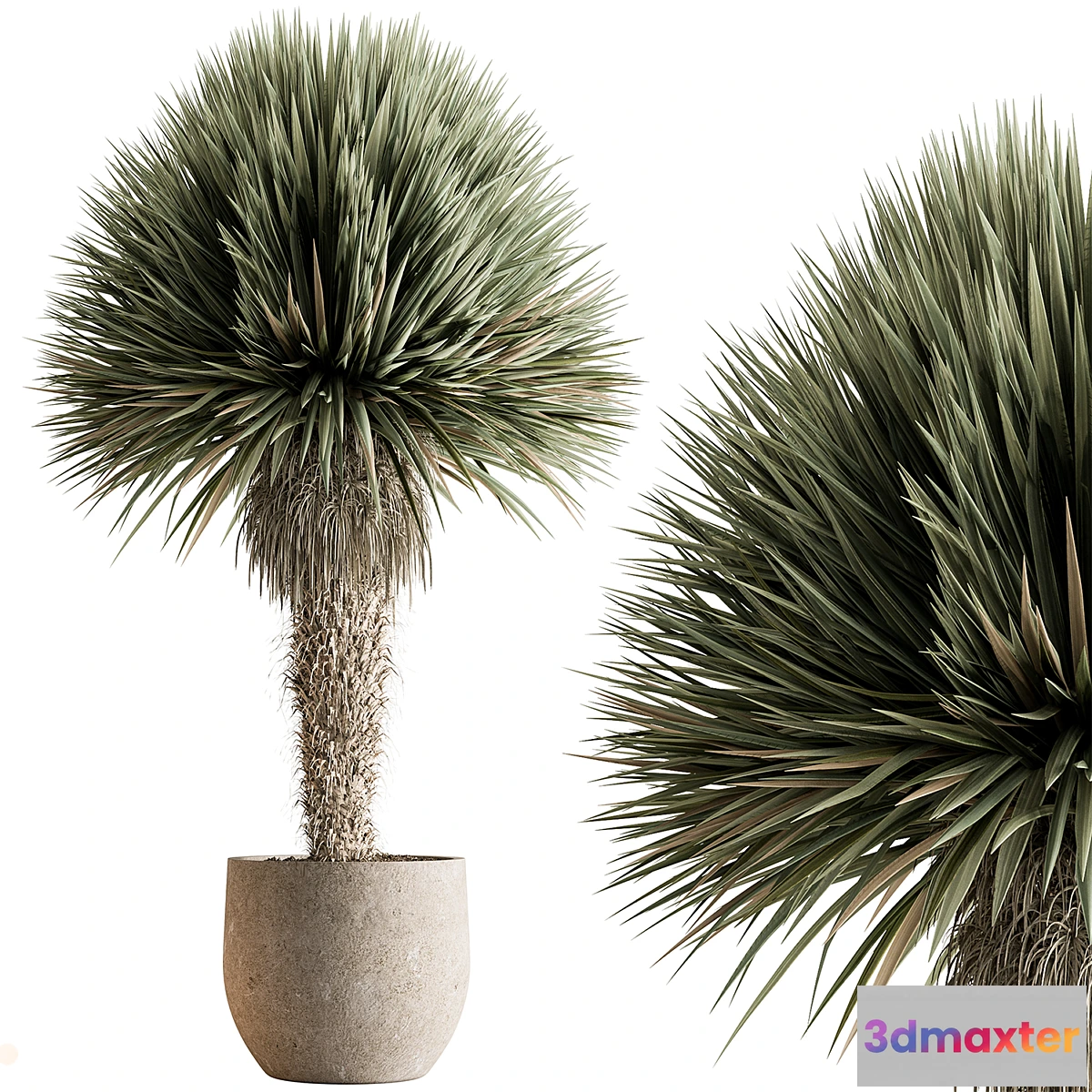 1446686 - Outdoor Plants 577 - Yuka Tree 3D Max