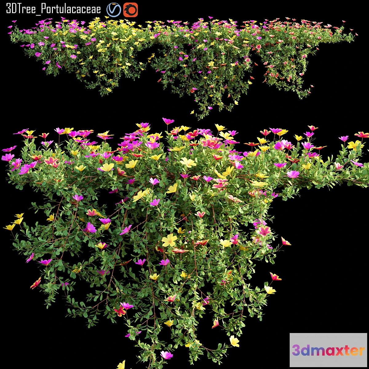 1447342 - Portulacaceae 02 3D Max