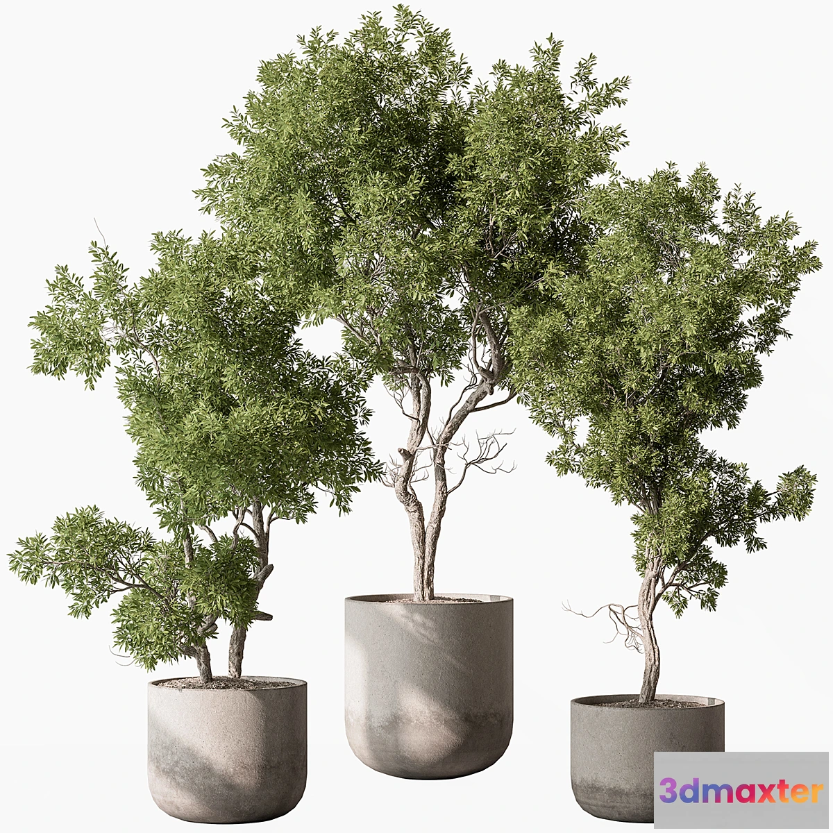 1447414 - Outdoor Plants 627 - Tree in Pot 3D Max
