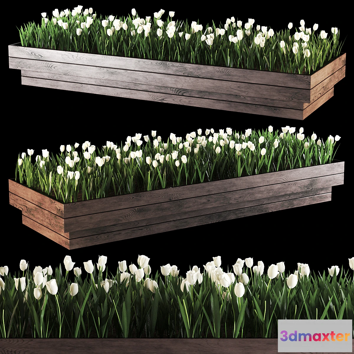 1451556 - plant616 3D Max