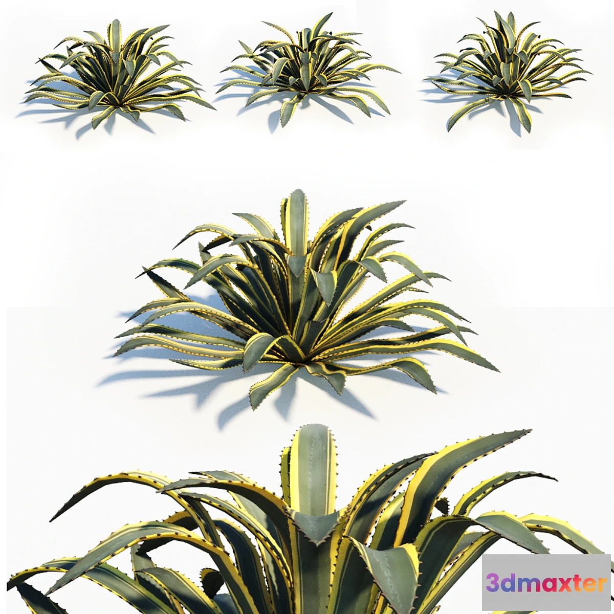 1456700 - Agave americana 3D Max