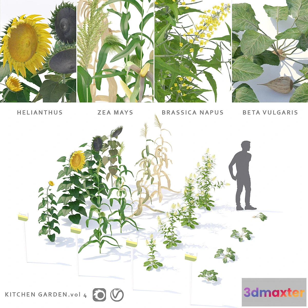 1456916 - Vegetable garden  Kitchen garden.vol 4 3D Max