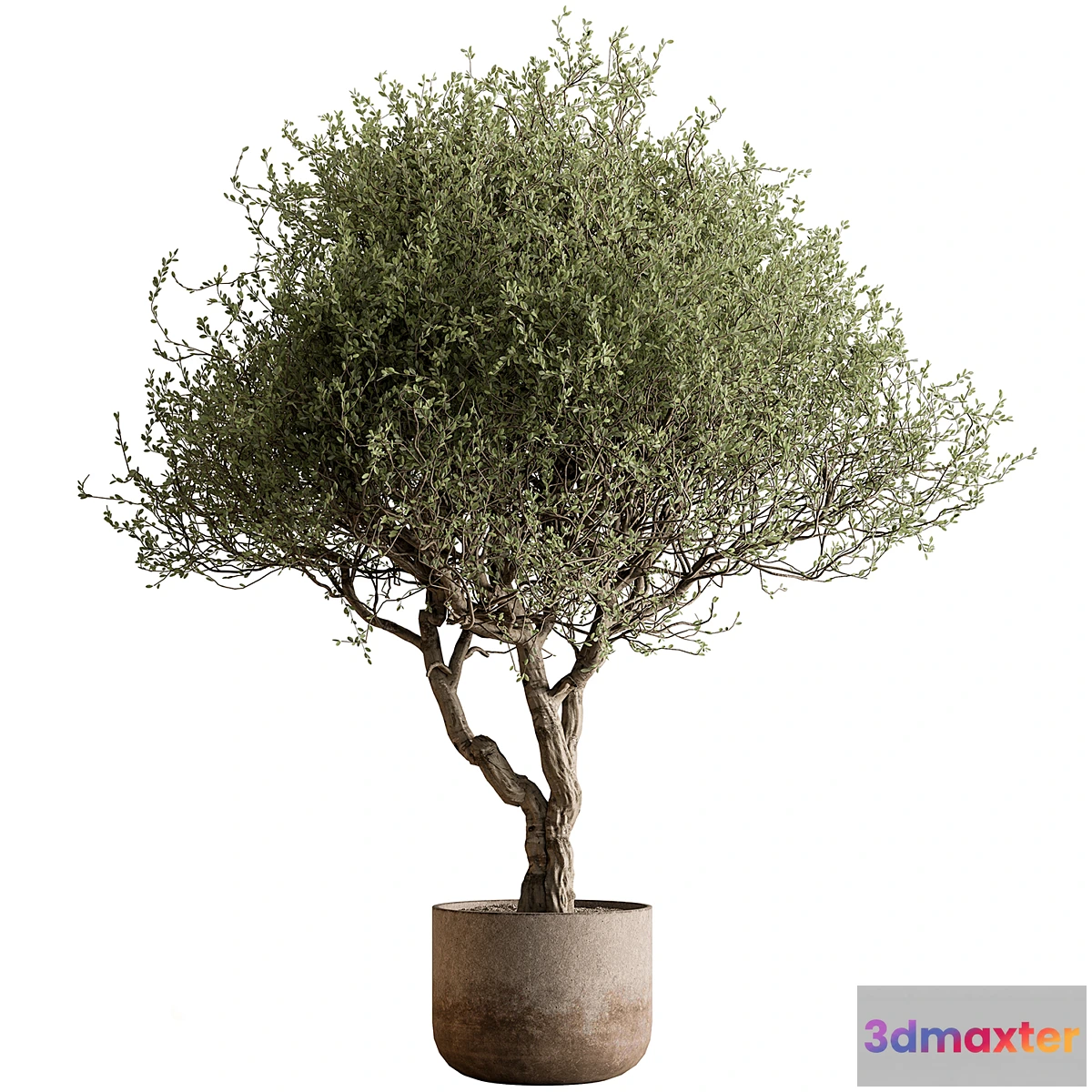 1456946 - Outdoor Plants 594 - Tree in Pot 3D Max