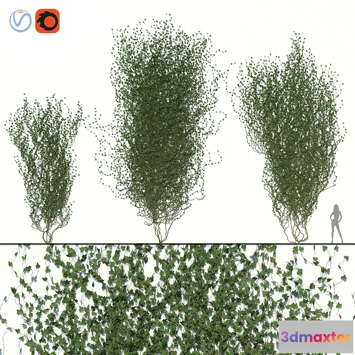1457452 - Ivy Wall 02 3D Max