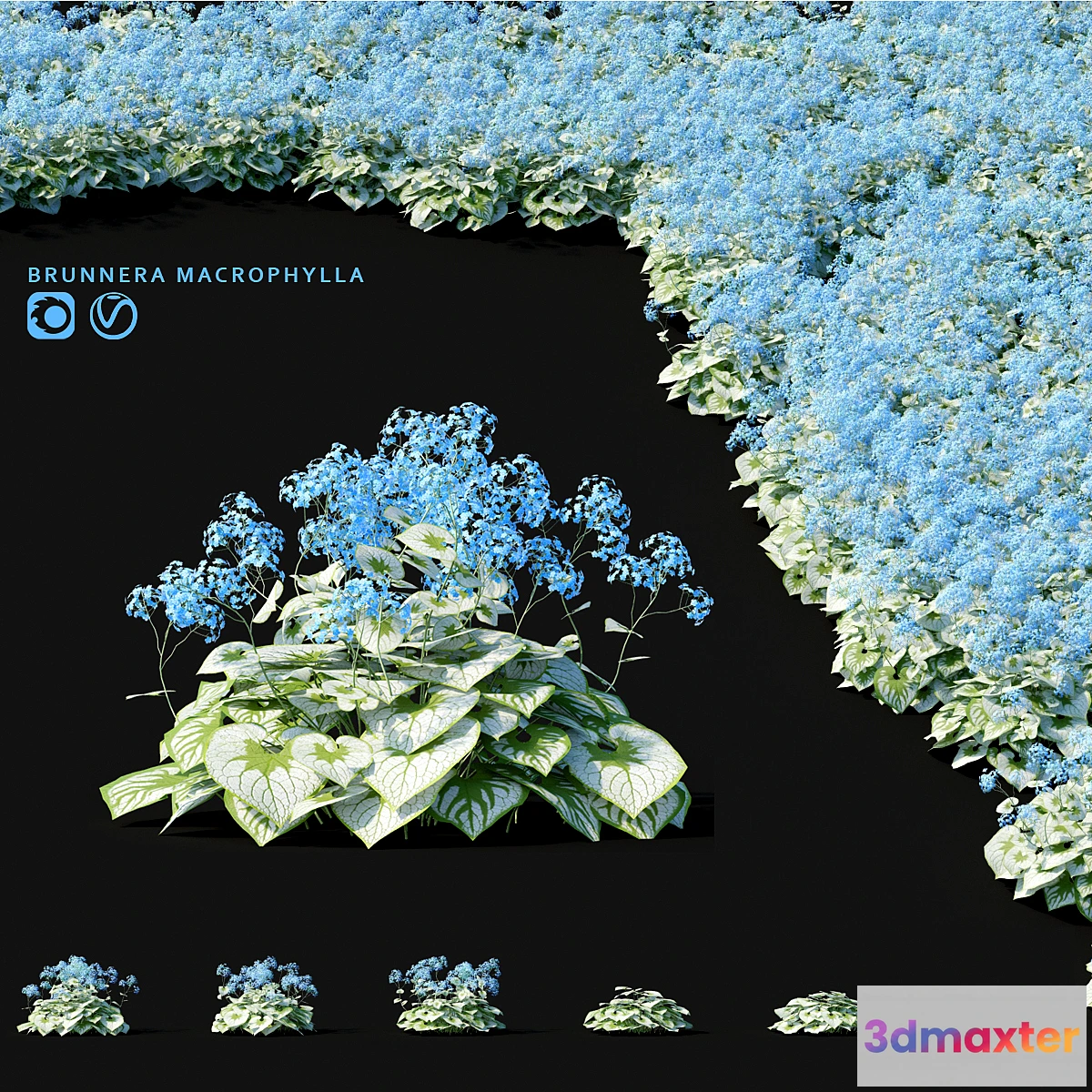 1458160 - Brunner large-leaved flowers  Brunnera macrophylla 3D Max