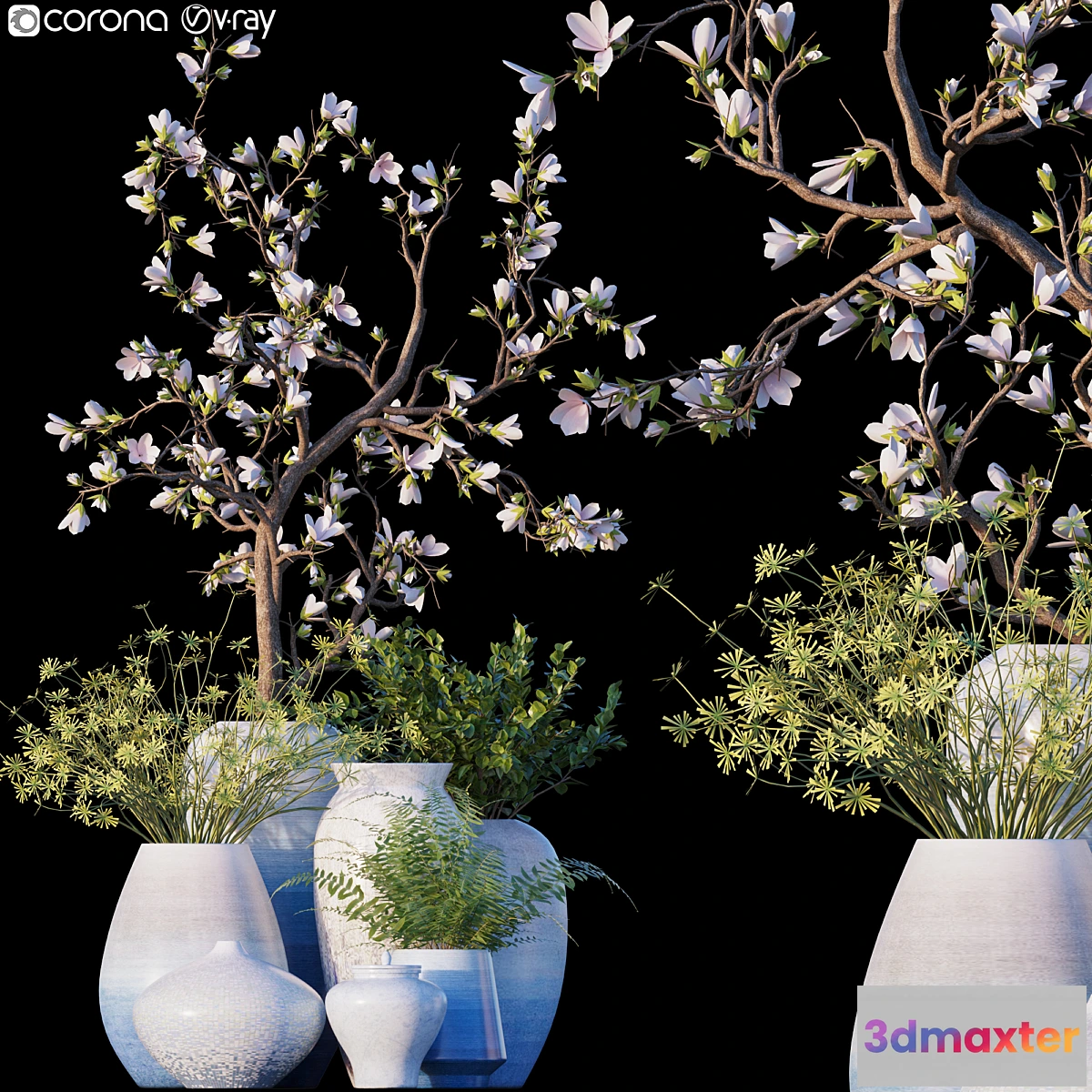 1458536 - Magnolia _ Microsorum pteropus 3D Max