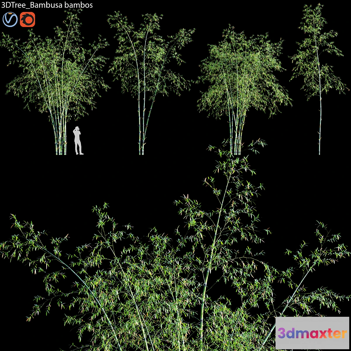1459370 - Bambusa bambos 01 3D Max
