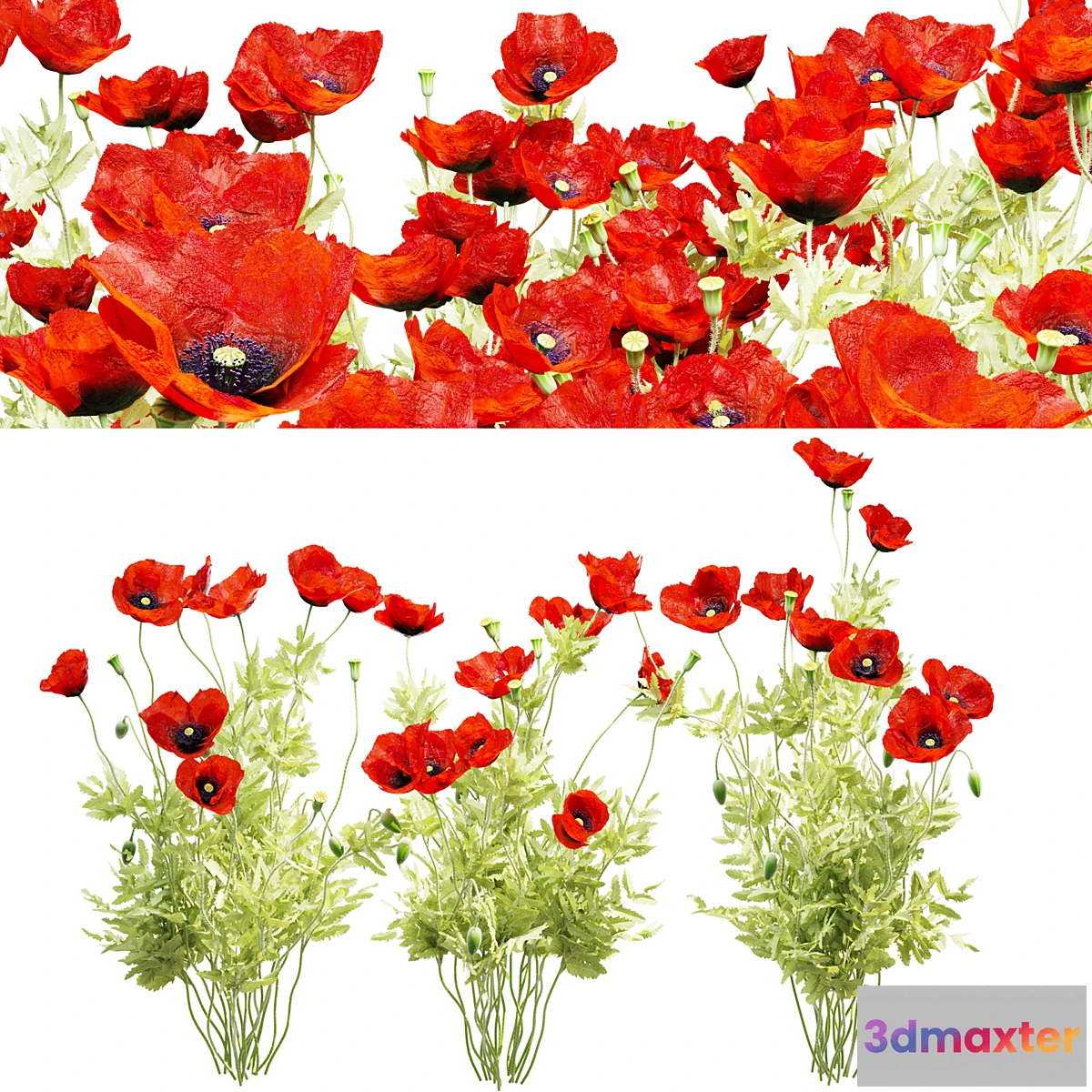 1461670 - Poppy field 3D Max