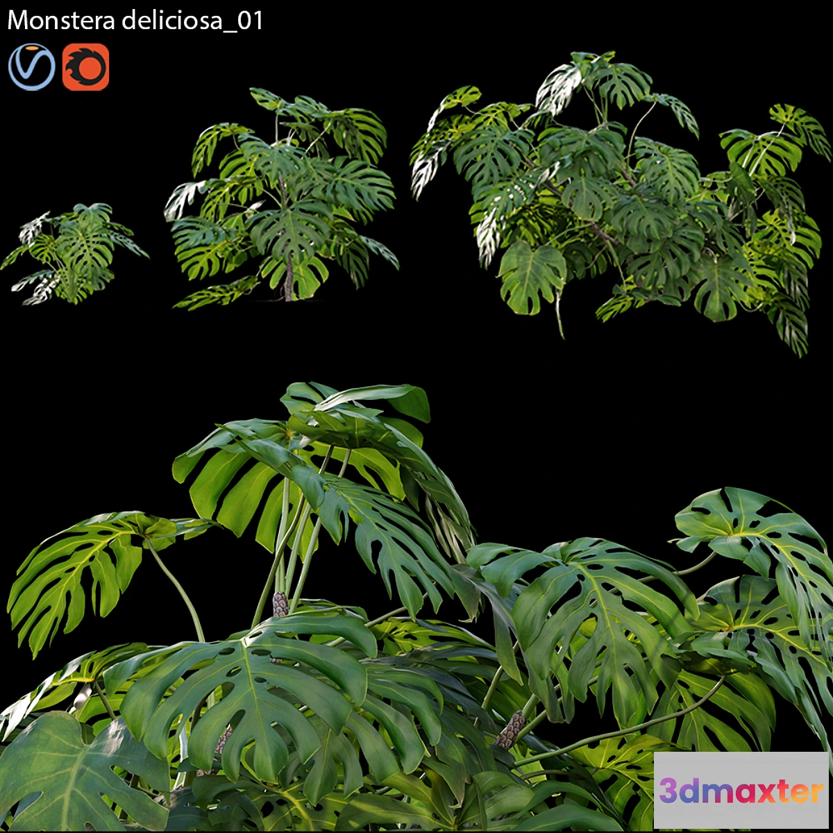 1461678 - Monstera deliciosa 01 3D Max