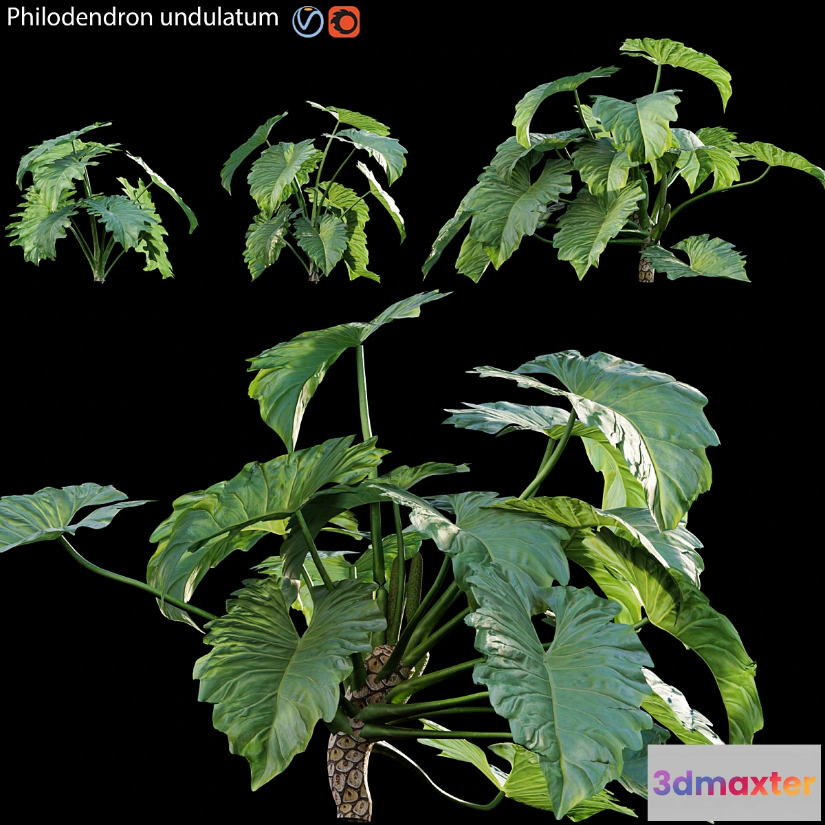 1463618 - Philodendron undulatum - 01 3D Max