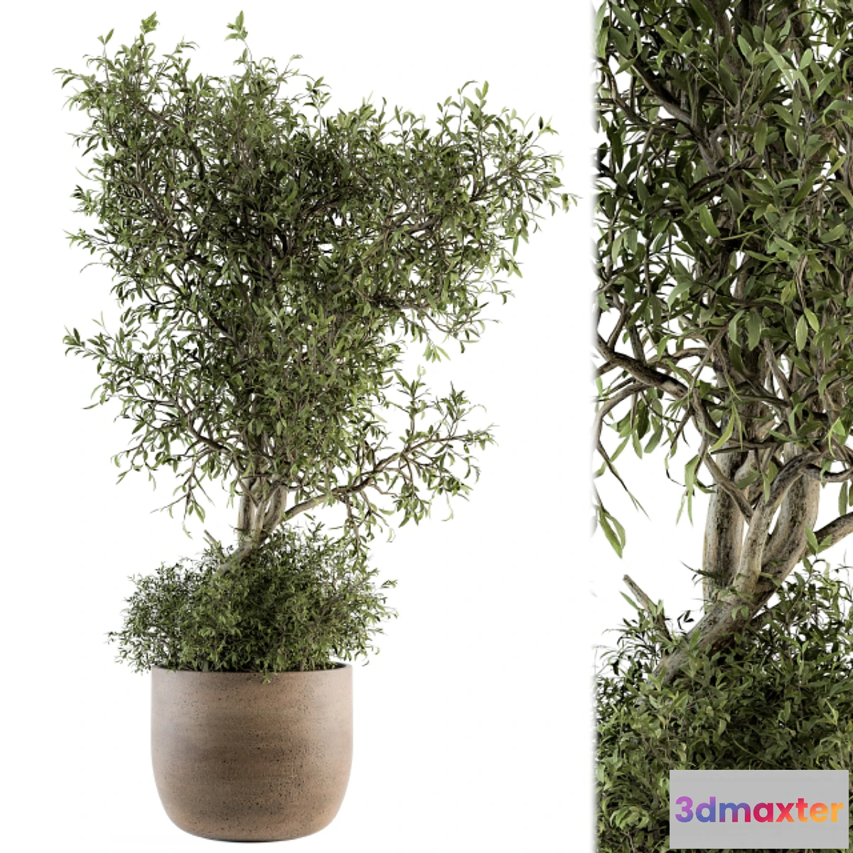 1463626 - Outdoor Plant Set 178 - Plant in Pot 3D Max