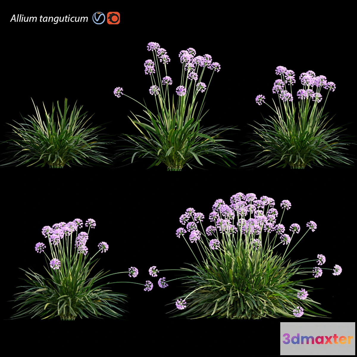 1464562 - Allium tanguticum_03 3D Max