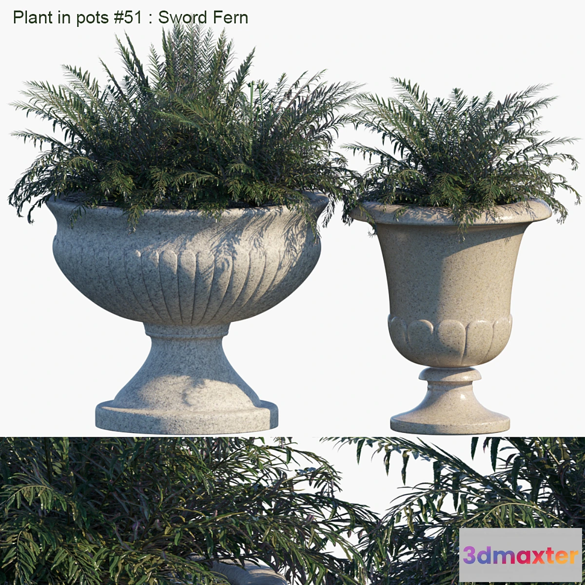 1464702 - Plant in pots # 51 Sword Fern 3D Max