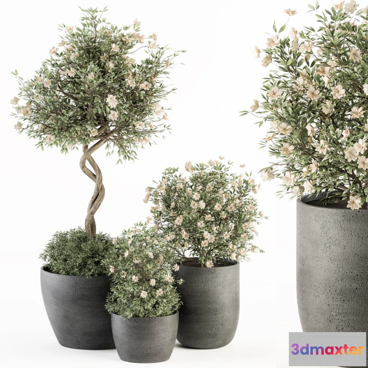 1465110 - Outdoor Plant Set 239 - Flower Tree in Pot 3D Max