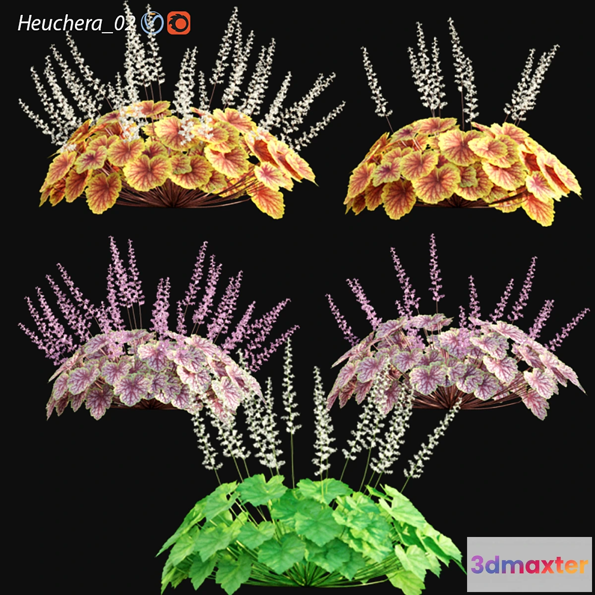 1465170 - Heuchera - Coral Bells 02 3D Max