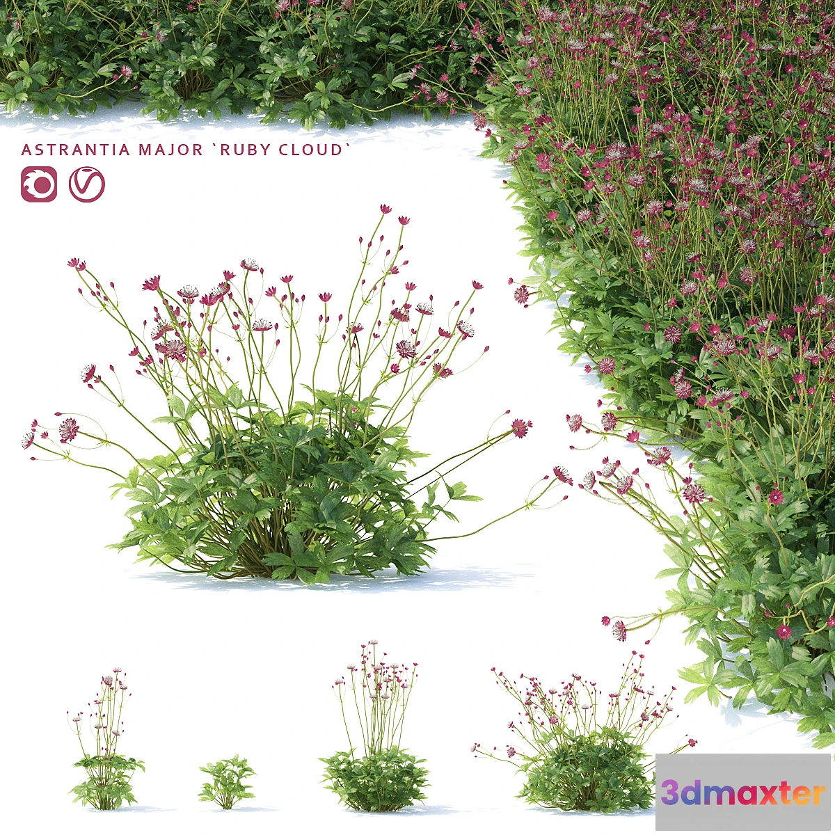 1466366 - Astrantia big flowers  Astrantia major ruby cloud 3D Max