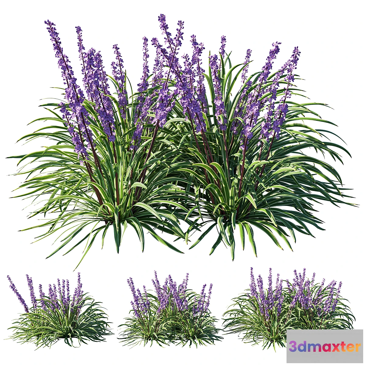 1468114 - Liriope 02 3D Max