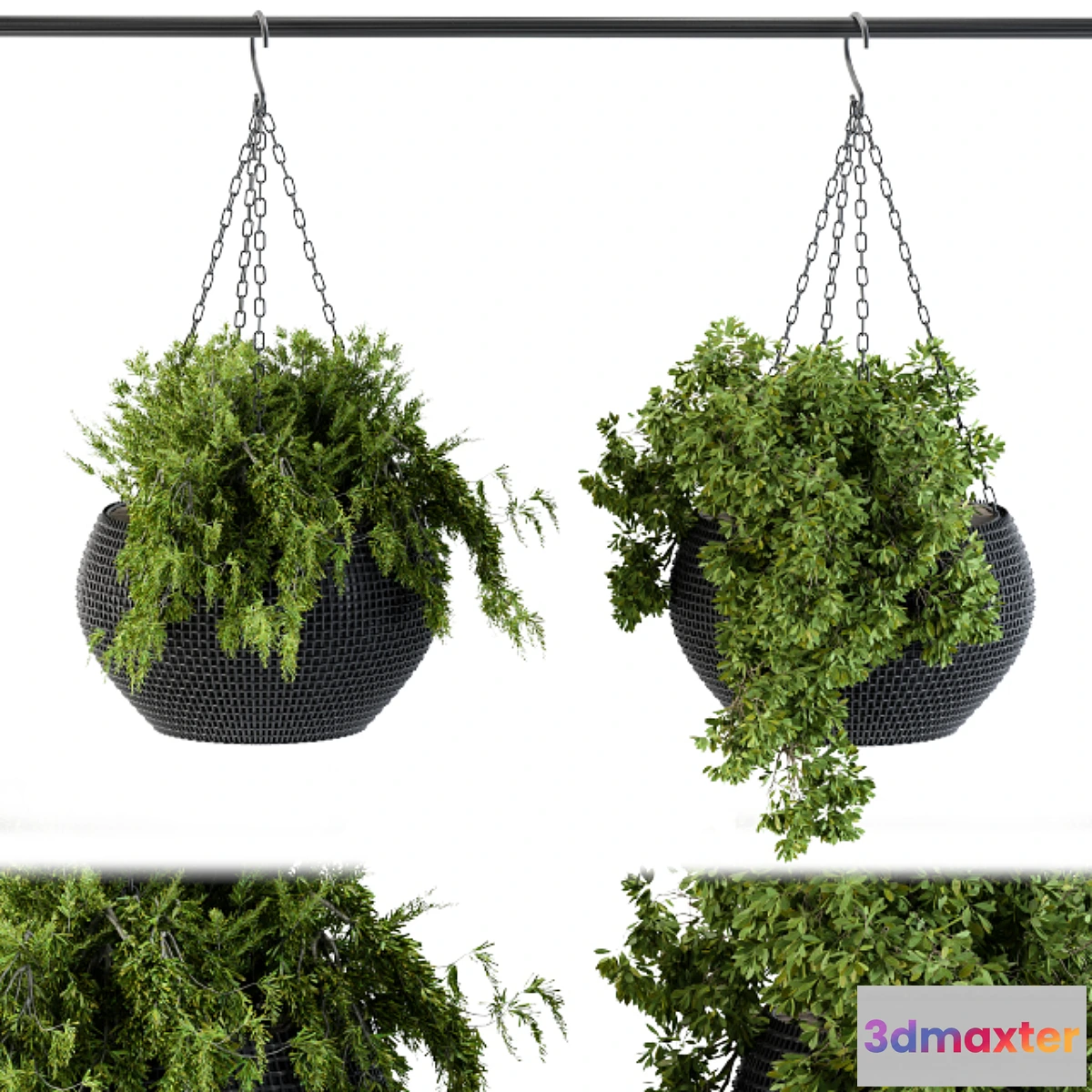 1468240 - Hanging plant in black pot 3D Max