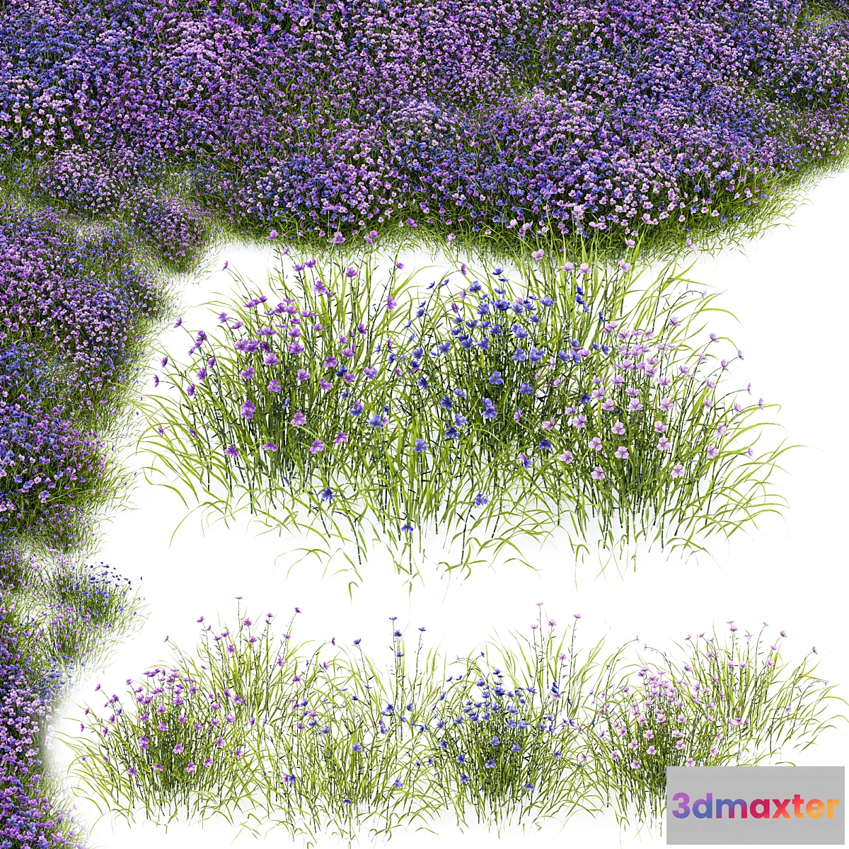 1468456 - Fringe lily plants 3D Max