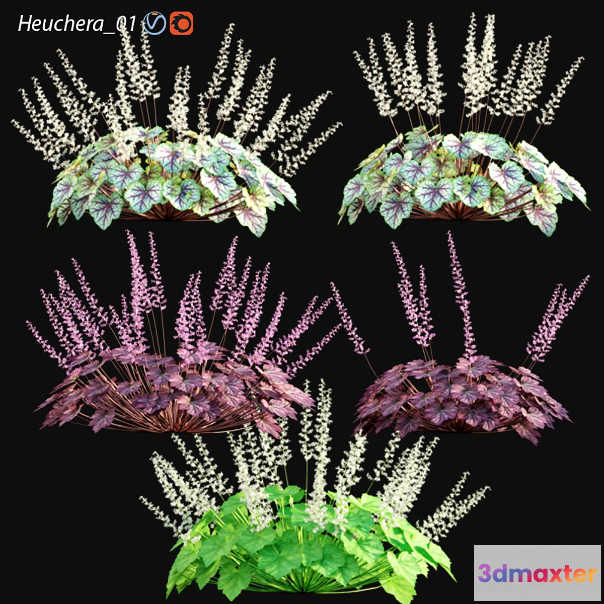 1470322 - Heuchera - Coral Bells 01 3D Max