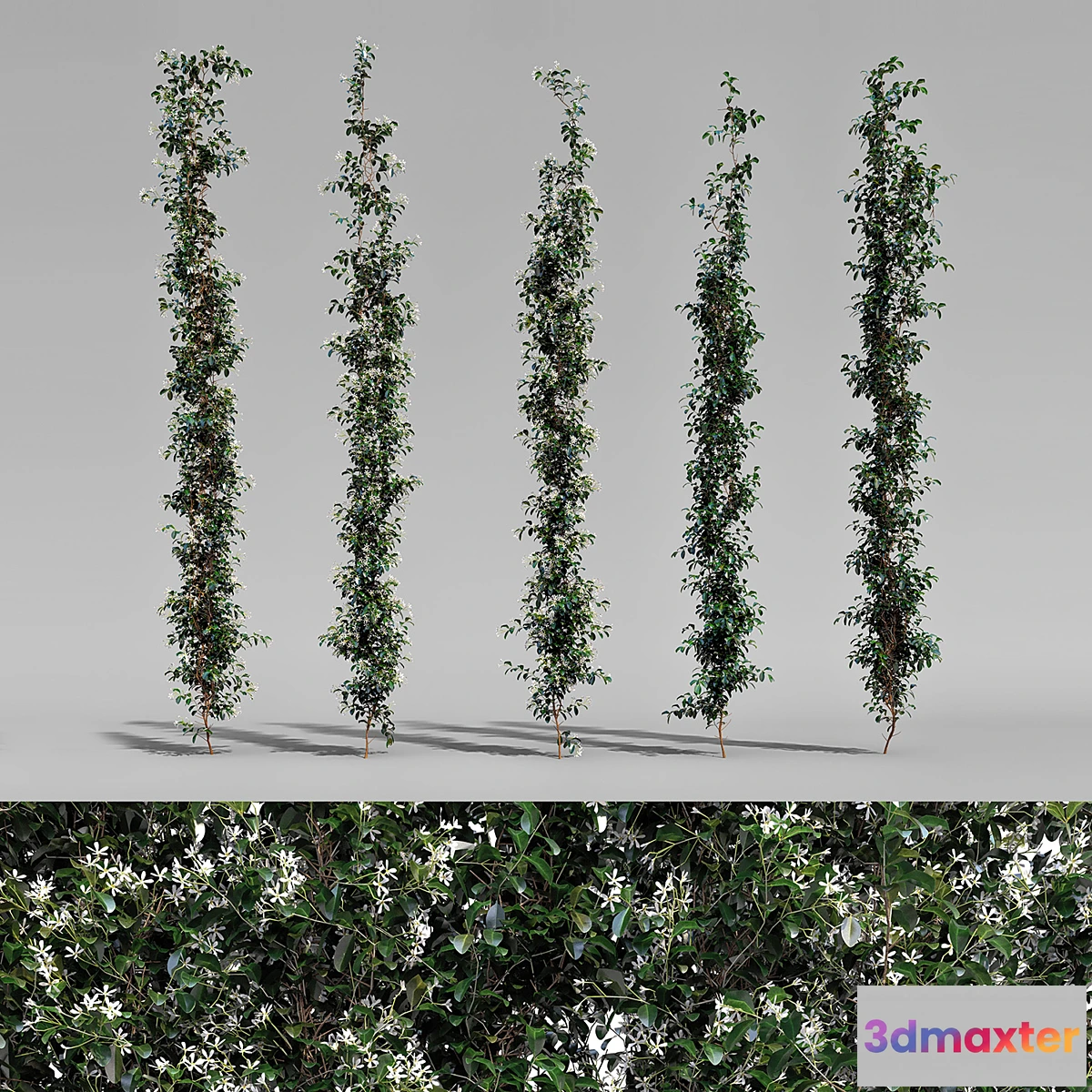 1472408 - Creeper - Choisya Ternata - 5 Modular Pieces 3D Max