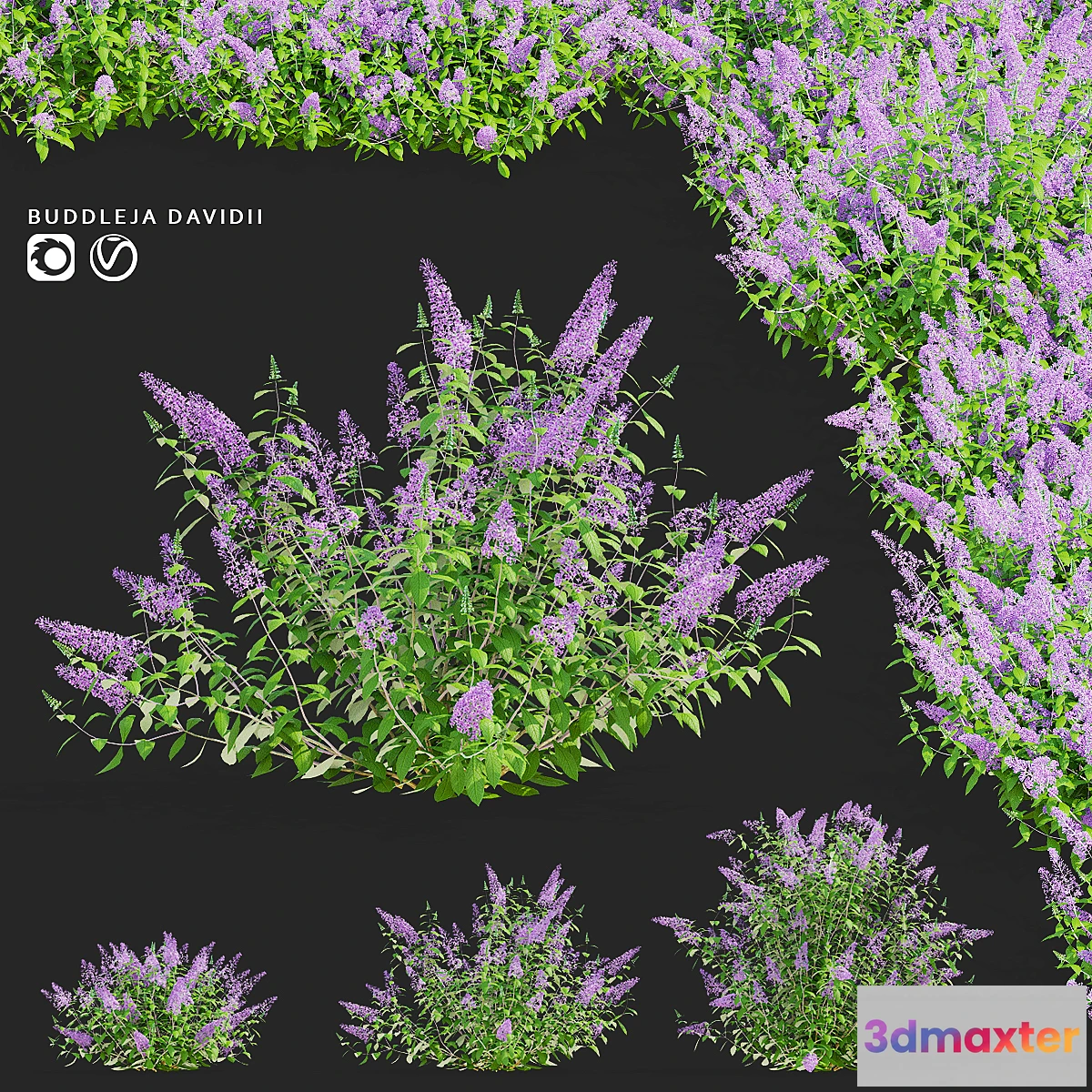 1473180 - Buddley David bushes  Buddleja davidii 3D Max
