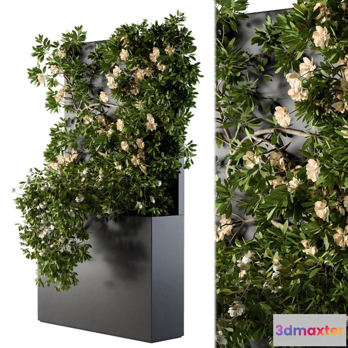 1474340 - Ivy Plants Box with Flower 02 3D Max