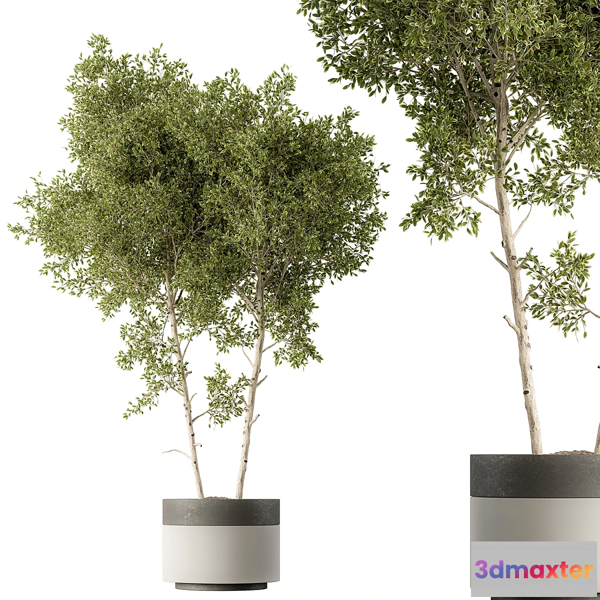 1474868 - Outdoor Plants 472 - Tree in Pot 3D Max