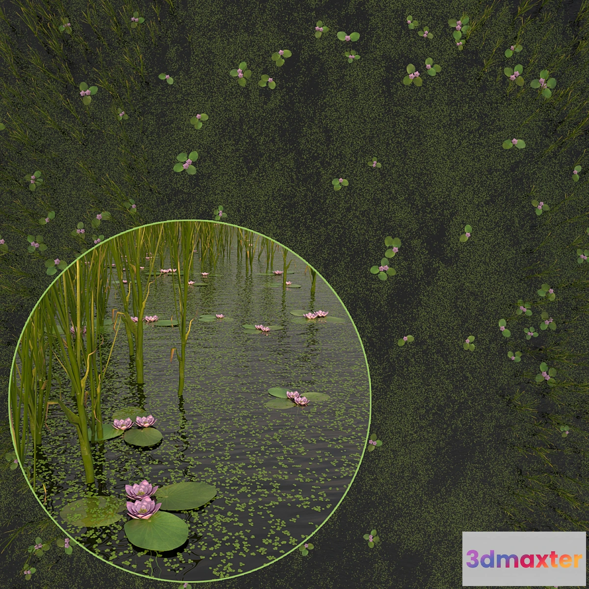 1474920 - Duckweed Cattail and Water Lilies 3D Max