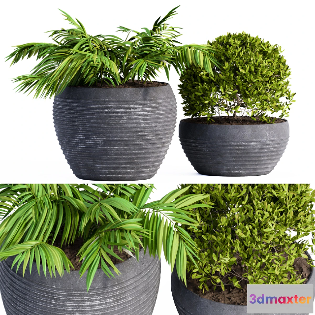 1475824 - Outdoor Plants Black Pot 3D Max