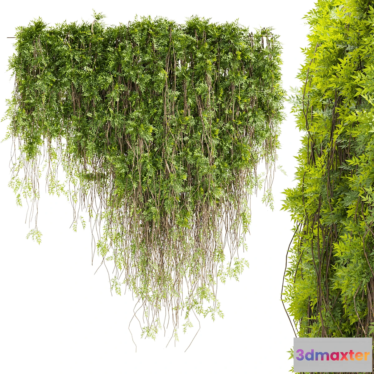 1476282 - Collection plant vol 415 - leaf - outdoor - ivy 3D Max