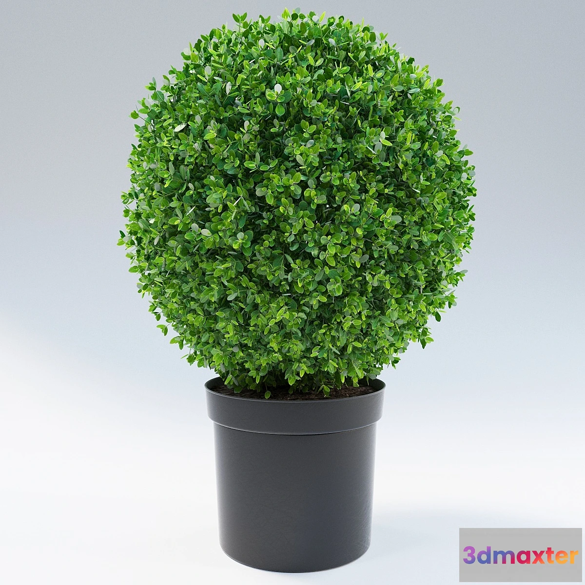 1476908 - bush 3D Max