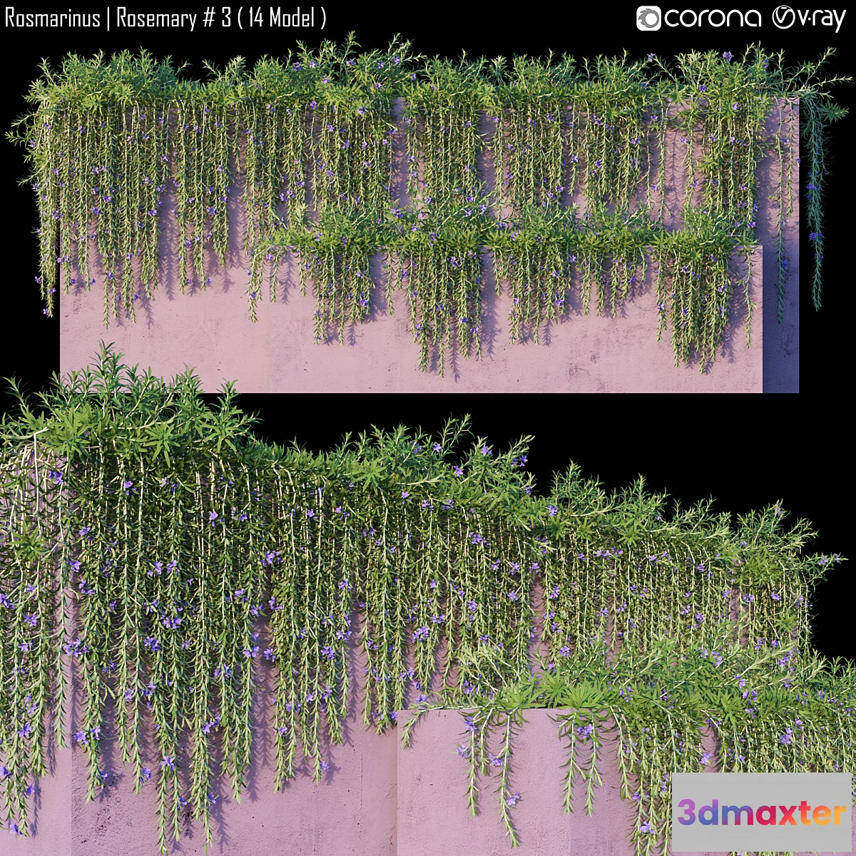 1477230 - Rosmarinus  Rosemary # 3 (14 Model) 3D Max