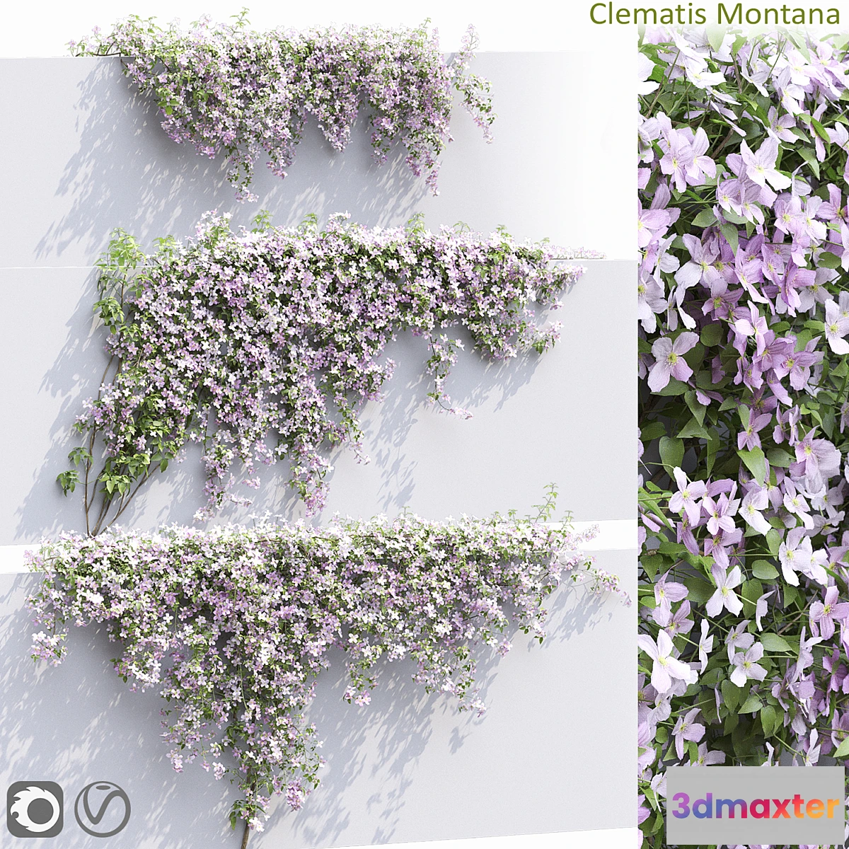 1478412 - Clematis Montana # 1 3D Max