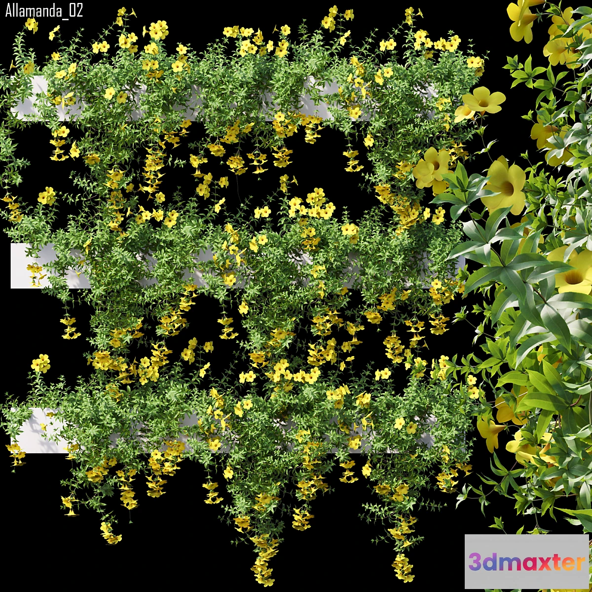 1478998 - Allamanda 02 3D Max