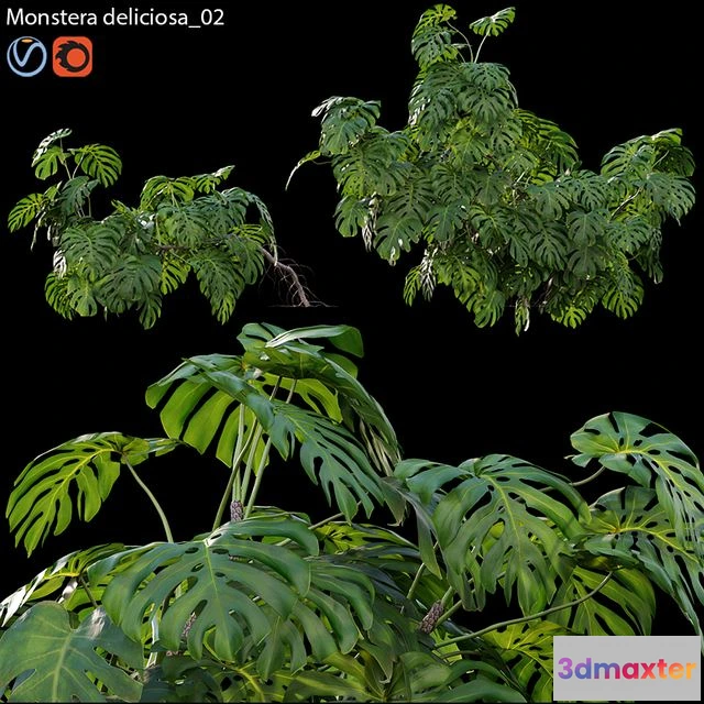 1538384 - Monstera deliciosa 02 3D Max