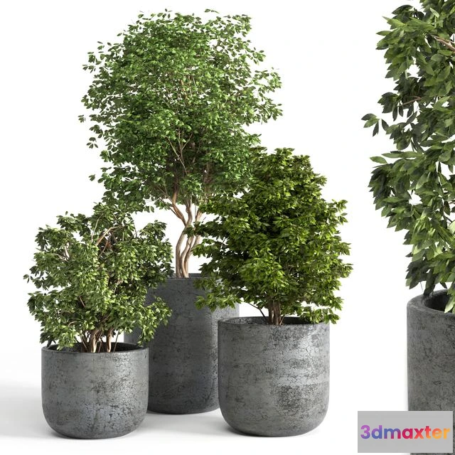 1538532 - Outdoor plant 06 3D Max