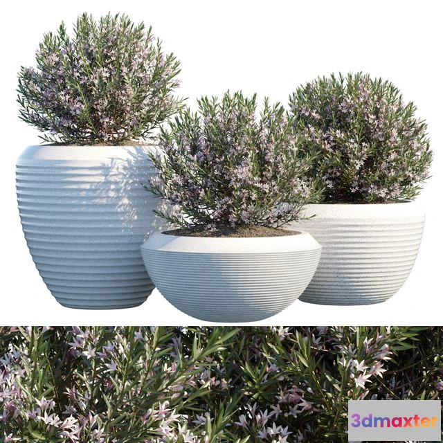 1538652 - Plant in pots # 4 3D Max