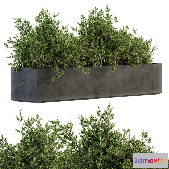 1540889 - Outdoor Plants tree in Concrete Box - Set 126 3D Max