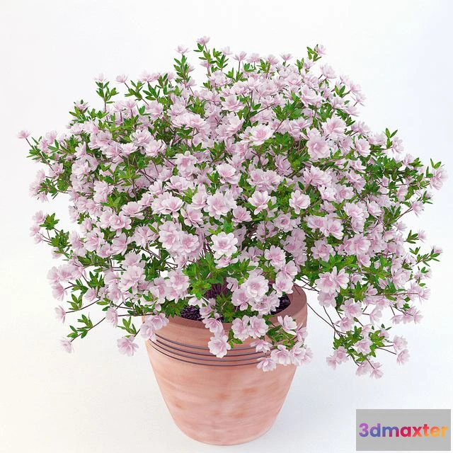 1540939 - Potted plant Azalea_001 3D Max