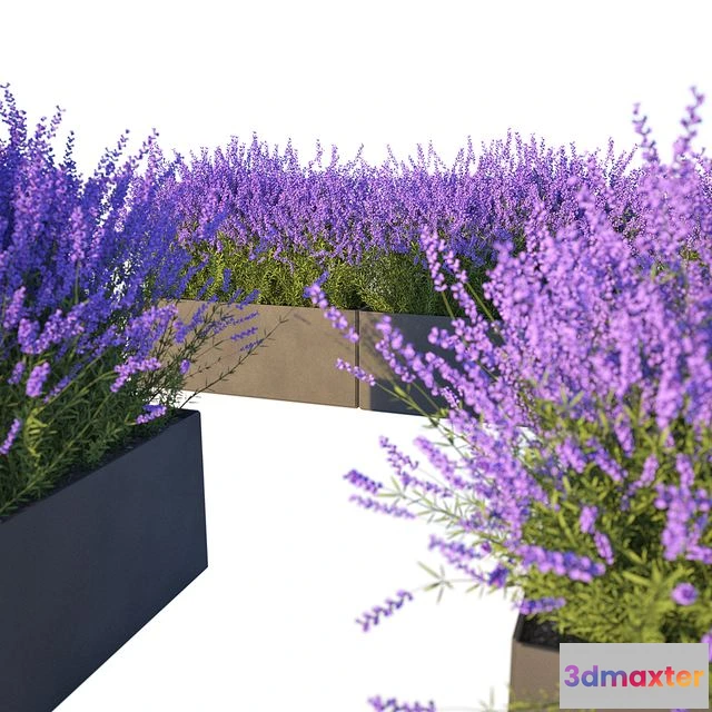 1549275 - Lavender in Cubes 3D Max