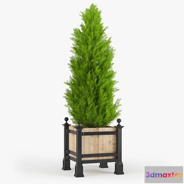 1550269 - Thuja_3 3D Max