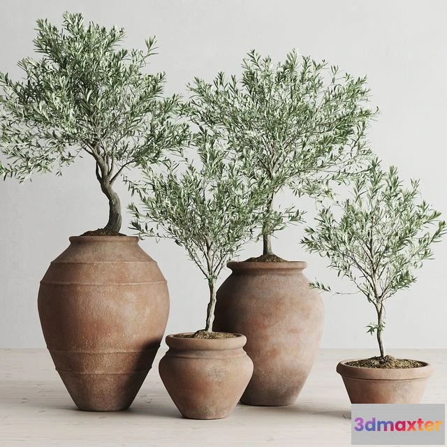 1552081 - Olive European In Antique Clay Vessels 3D Max