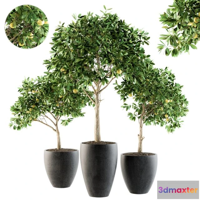 1556471 - Outdoor Plants lemon tree - Set 97 3D Max