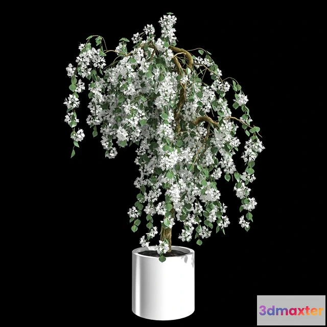 1556899 - Bougainvillea 3D Max